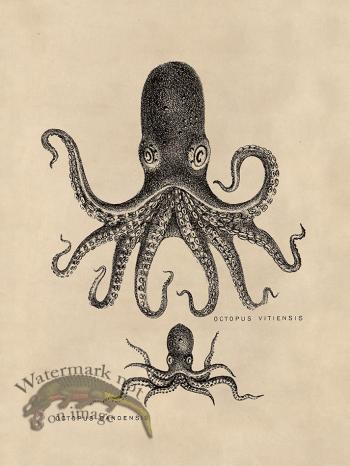 Octopus Tan 13